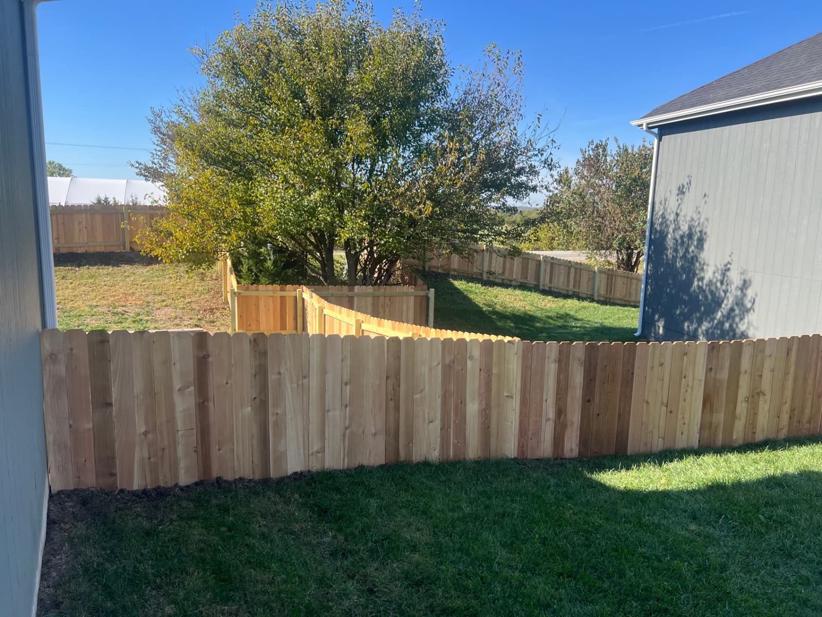 4 ft Western Red Cedar fence angling around a large mature tree in a Paola, KS backyard